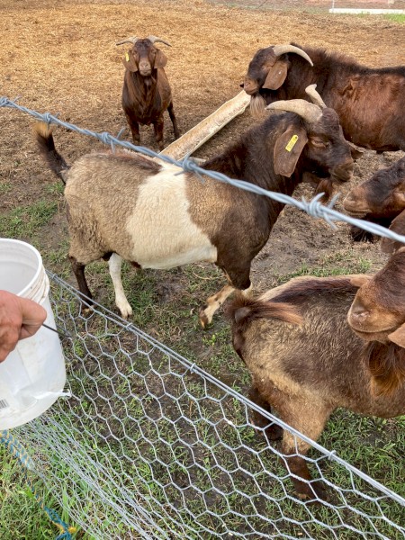 Kalahari Red Composite Buck registered in the BGBAA Red Registry JS RQ0354