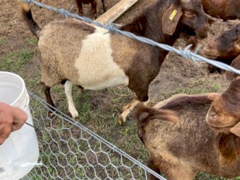 Kalahari Red Composite Buck registered in the BGBAA Red Registry JS RQ0354