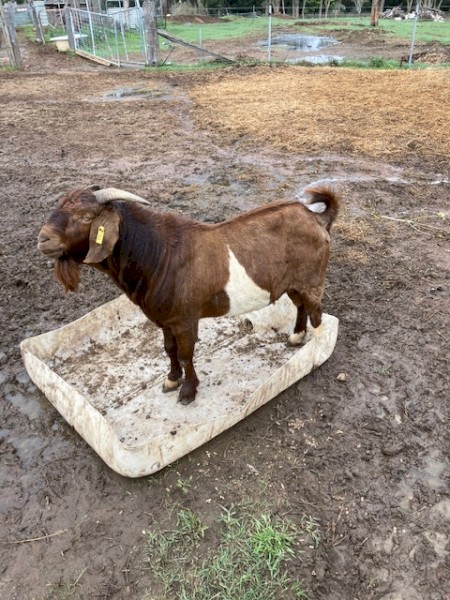 Registered Kalahari Red Composite Buck JS RQ0366 "RisingSun Reds Adler. " Born 26 Oct 2019