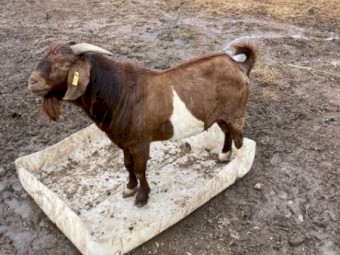 Registered Kalahari Red Composite Buck JS RQ0366 