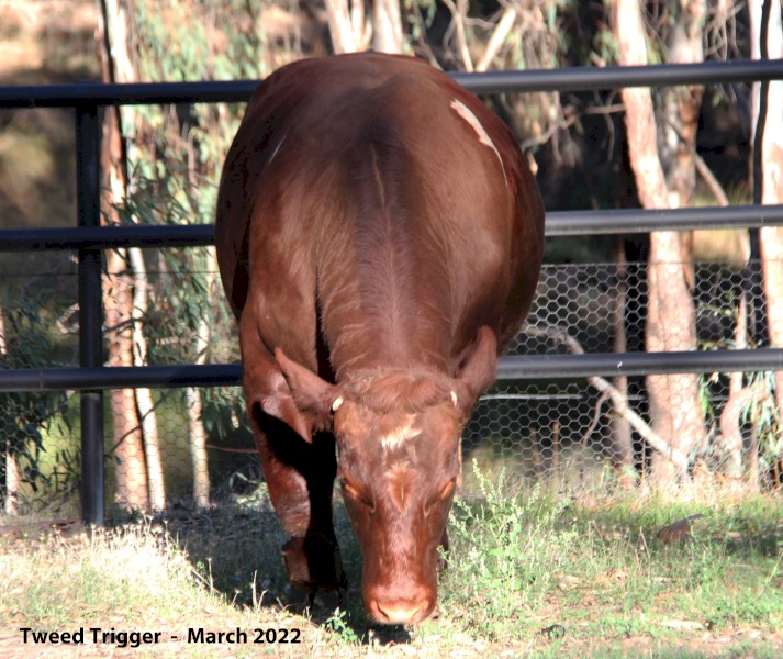 'Elite' bred 2yo Beef Shorthorn