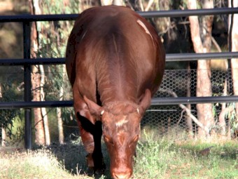 'Elite' bred 2yo Beef Shorthorn