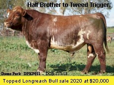 'Elite' bred 2yo Beef Shorthorn