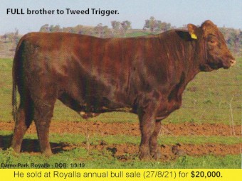 'Elite' bred 2yo Beef Shorthorn