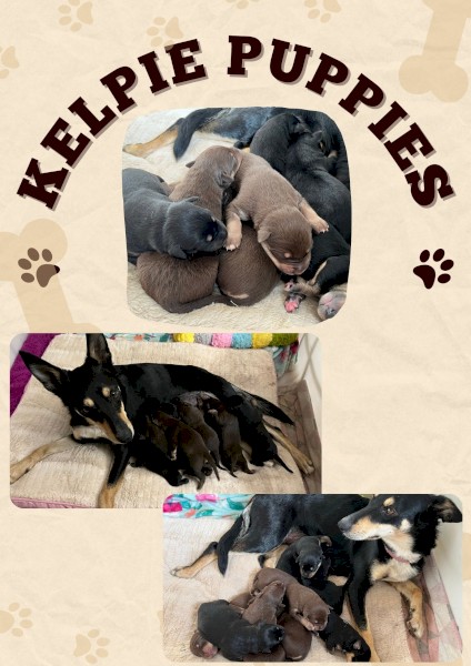 Pure Breed Kelpie Working Dog