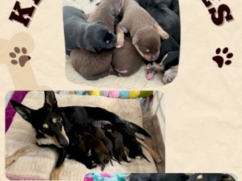 Pure Breed Kelpie Working Dog