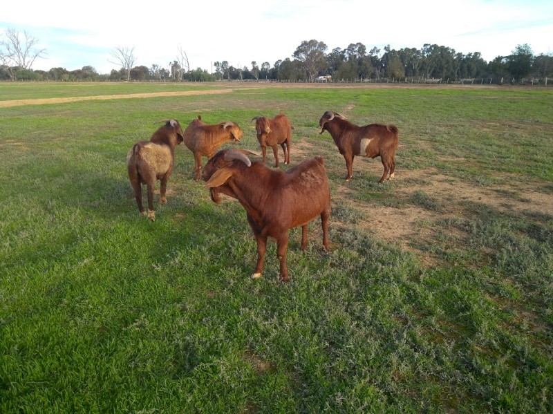 RED KALAHARI BUCKS ready to work 18 months old