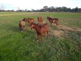 RED KALAHARI BUCKS ready to work 18 months old