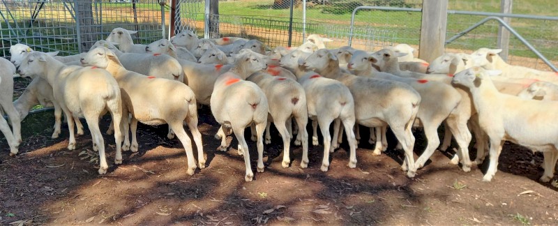 12 AUSTRALIAN WHITE EWES TATTYKEEL BREED AUSSIE WHITE EWES STATION MATED
