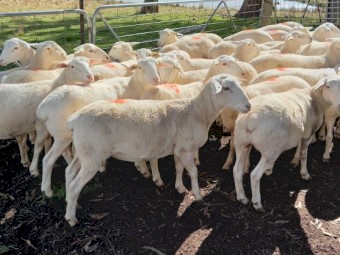 12 AUSTRALIAN WHITE EWES TATTYKEEL BREED AUSSIE WHITE EWES STATION MATED