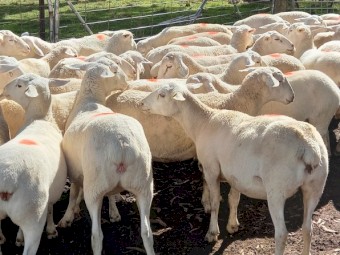 12 AUSTRALIAN WHITE EWES TATTYKEEL BREED AUSSIE WHITE EWES STATION MATED