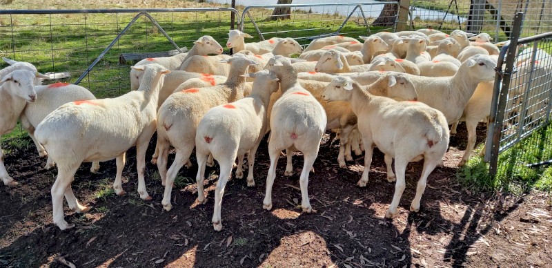 AUSTRALIAN WHITE EWES x 22  TATTYKEEL BREEDING 12 MONTHS OLD STATION MATED