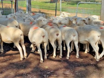 AUSTRALIAN WHITE EWES x 22  TATTYKEEL BREEDING 12 MONTHS OLD STATION MATED