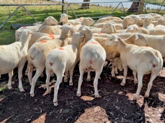 AUSTRALIAN WHITE EWES x 22  TATTYKEEL BREEDING 12 MONTHS OLD STATION MATED