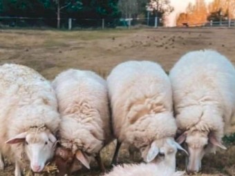 3 East Frisian X Awassi Ewes