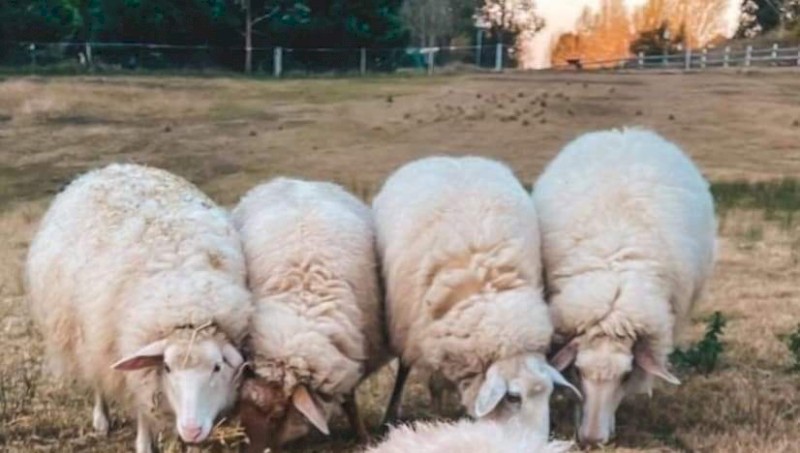 1 East Frisian X Awassi Ewe