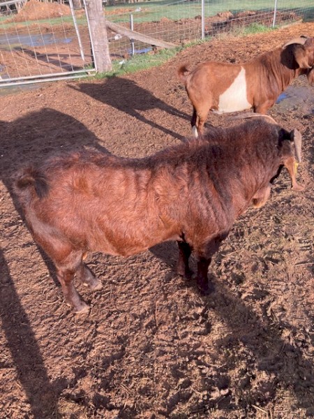 Registered in red registry BGBAA- Kalahari Red Buck JS RQ0365 "RisingSun Reds Harald. " Born 30 Dec 2019