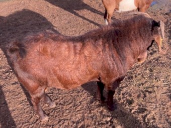 Registered in red registry BGBAA- Kalahari Red Buck JS RQ0365 