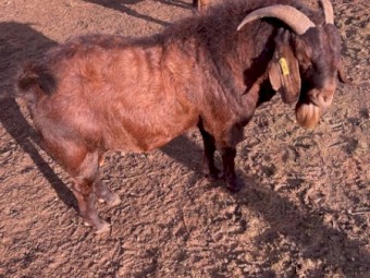 Registered in red registry BGBAA- Kalahari Red Buck JS RQ0365 "RisingSun Reds Harald. " Born 30 Dec 2019