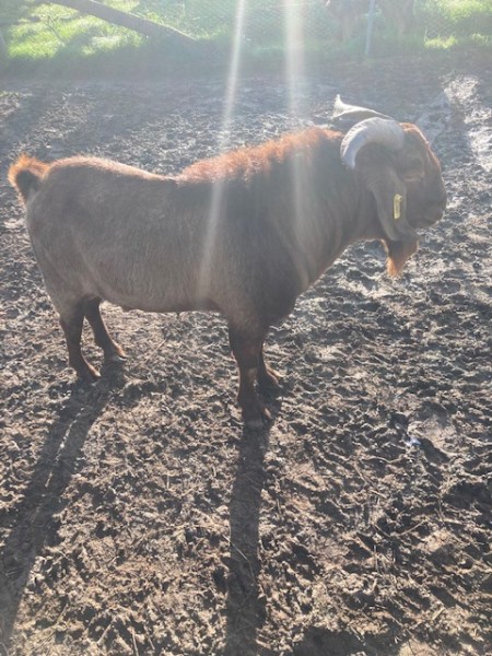 Magnificent Buck- Registered  in red registry Kalahari Red Buck JS RQ0355 