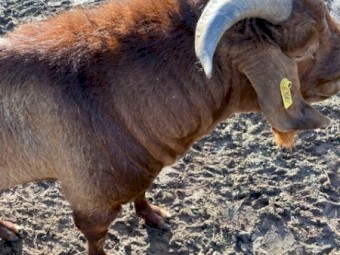 Magnificent Buck- Registered  in red registry Kalahari Red Buck JS RQ0355 