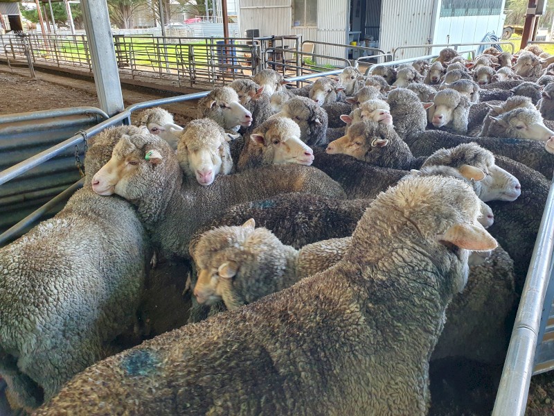 75 Merino Ewes Scanned in Lamb to White Suffolk