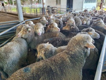 75 Merino Ewes Scanned in Lamb to White Suffolk