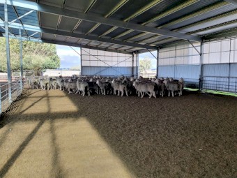 75 Merino Ewes Scanned in Lamb to White Suffolk