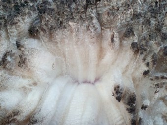 75 Merino Ewes Scanned in Lamb to White Suffolk