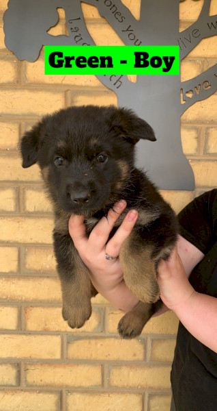 Purebred German Shepherd Puppies