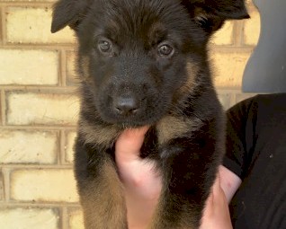 Purebred German Shepherd Puppies