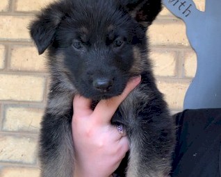 Purebred German Shepherd Puppies