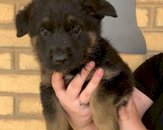 Purebred German Shepherd Puppies