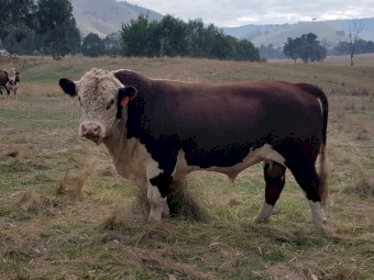 Taunton Park King Air Q024