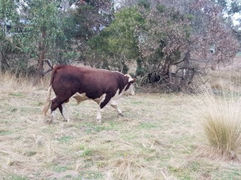 Taunton Park King Air Q024
