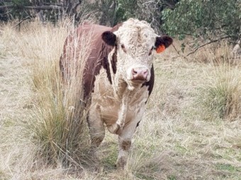 Taunton Park King Air Q024