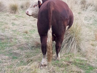 Taunton Park King Air Q024