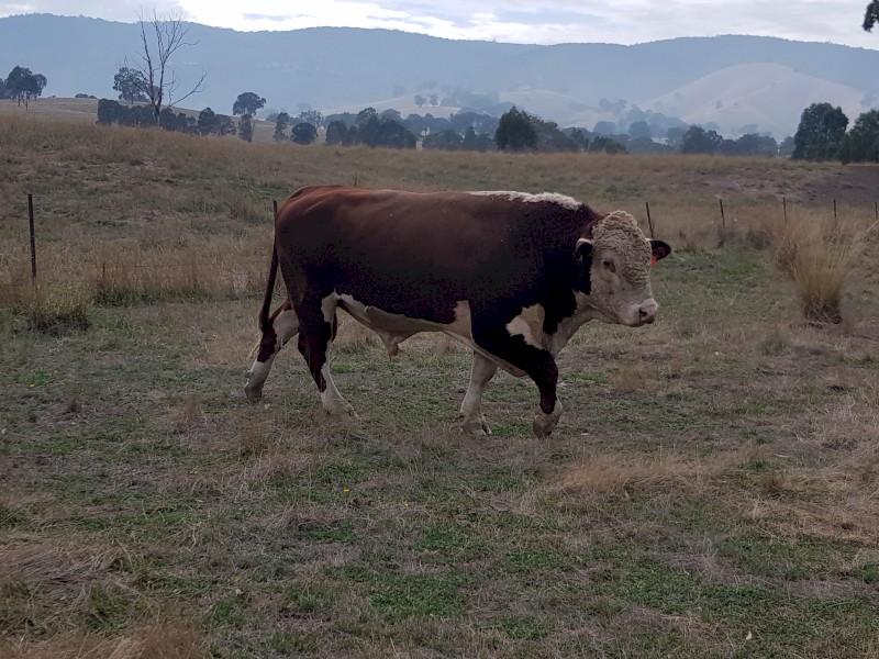 Taunton Park Goulburn Q025