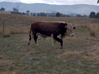 Taunton Park Goulburn Q025