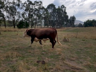 Taunton Park Goulburn Q025