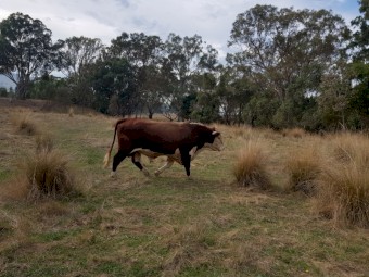 Taunton Park Goulburn Q025