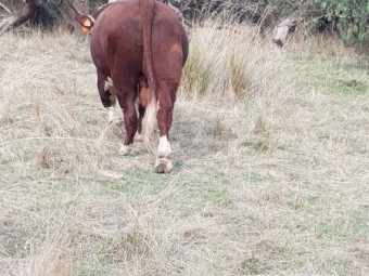 Taunton Park Goulburn Q025