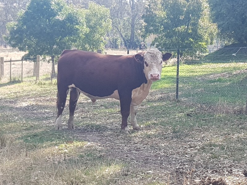 Taunton Park King Air R032