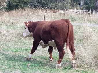 Taunton Park King Air R032