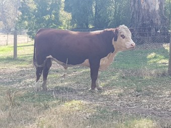 Taunton Park King Air R032