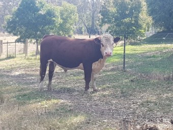 Taunton Park King Air R032