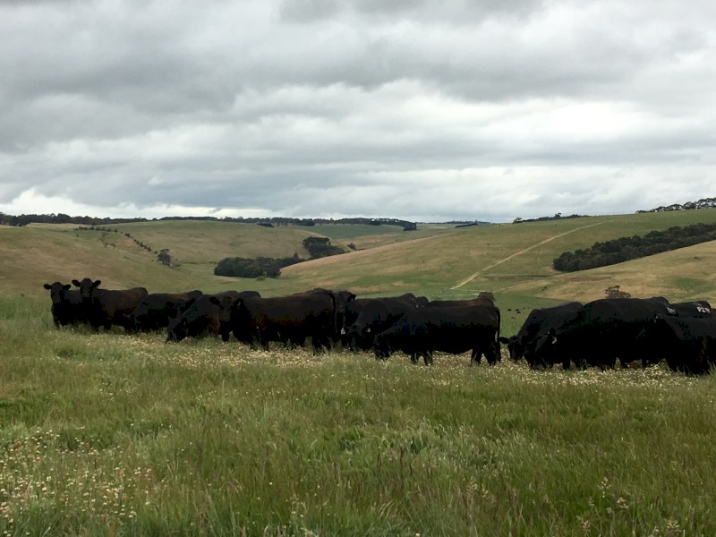 10 Rising Three Year Old PTIC Angus Cows