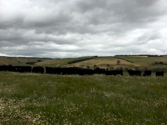 10 Rising Three Year Old PTIC Angus Cows