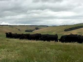 10 Rising Three Year Old PTIC Angus Cows
