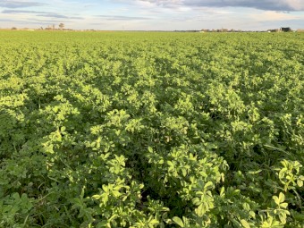 Lucerne Silage 4x4 Bales